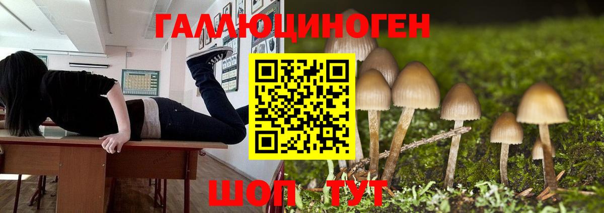 Боровичи  Галлюциногенные грибы Psilocybe  Вход с VPN 